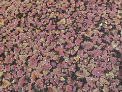 Azolla pinnata