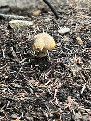Agaricus augustus