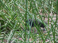 Eleocharis sphacelata