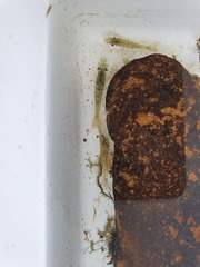 Paratya curvirostris