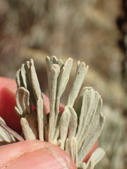 Artemisia tridentata