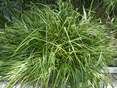 Carex fascicularis