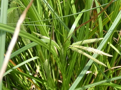 Carex fascicularis