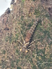 Austrolestes colensonis