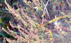 Ambrosiinae