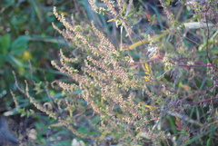 Ambrosiinae