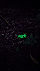 Mycena chlorophos