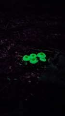 Mycena chlorophos