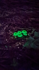 Mycena chlorophos