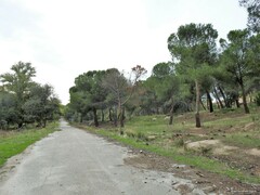 Quercus rotundifolia