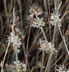 Eriogonum panamintense
