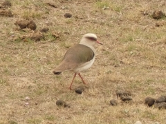 Vanellus resplendens