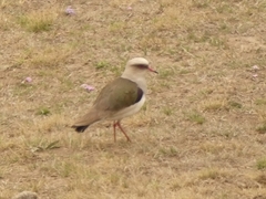 Vanellus resplendens