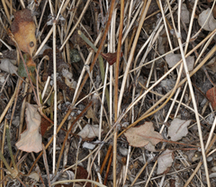 Eriogonum panamintense