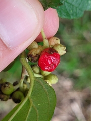 Varronia polycephala