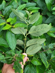 Varronia polycephala