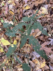 Aureolaria virginica