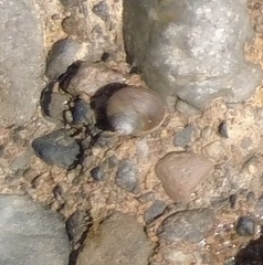Littorina saxatilis