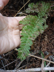 Dryopteris arguta