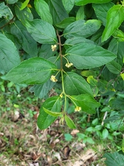 Varronia polycephala