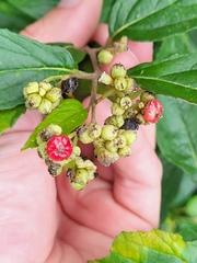 Varronia polycephala