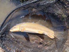 Catostomus catostomus