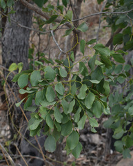 Erythrophleum chlorostachys