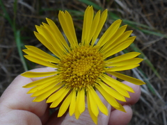 Grindelia hirsutula