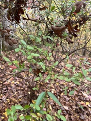 Vaccinium elliottii