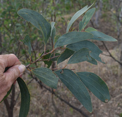 Acacia leptoloba