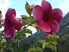 Allamanda