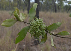 Acacia nesophila