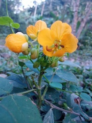 Senna