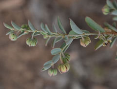 Phyllanthus fuernrohrii