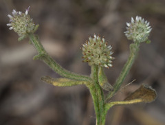 Pterocaulon ciliosum