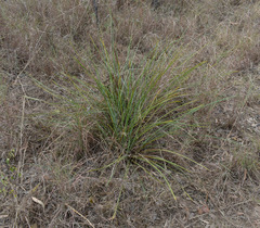Lomandra multiflora multiflora