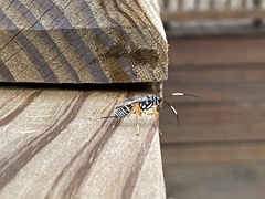 Cryptinae