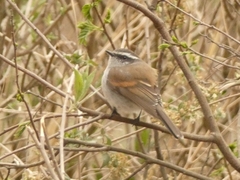 Ochthoeca leucophrys