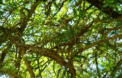 Microgramma mortoniana