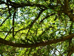 Microgramma mortoniana