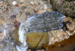 Heterostichus rostratus