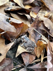 Anaxyrus fowleri