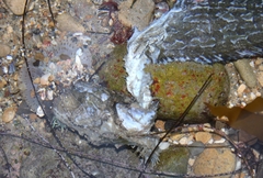 Heterostichus rostratus