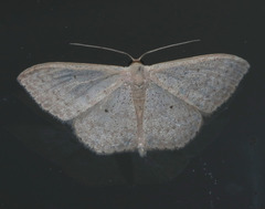 Scopula optivata