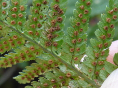 Dryopteris arguta