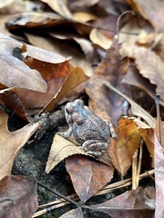 Anaxyrus fowleri