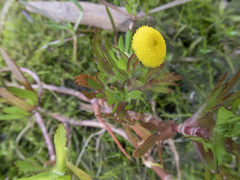 Cotula coronopifolia