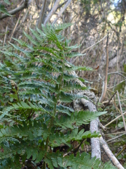 Dryopteris arguta