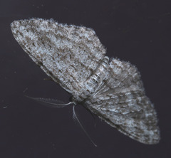 Phelotis cognata