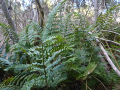 Dryopteris arguta